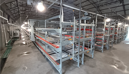 肉雞背靠背小籠