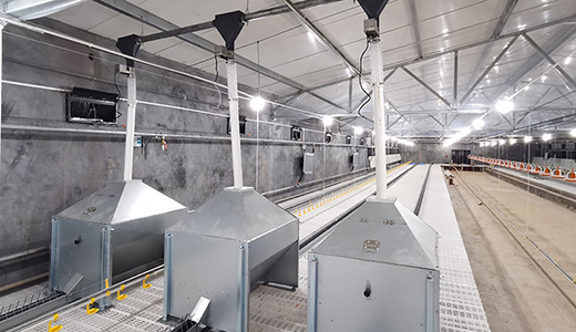 南通正大東凌18萬套肉種雞項目