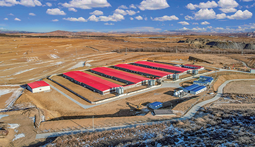 豬場(chǎng)裝備與工程